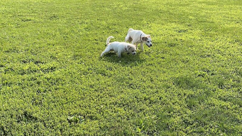 N. Marquette Dog Park - Davenport, IA