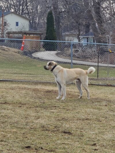 N. Marquette Dog Park - Davenport, IA