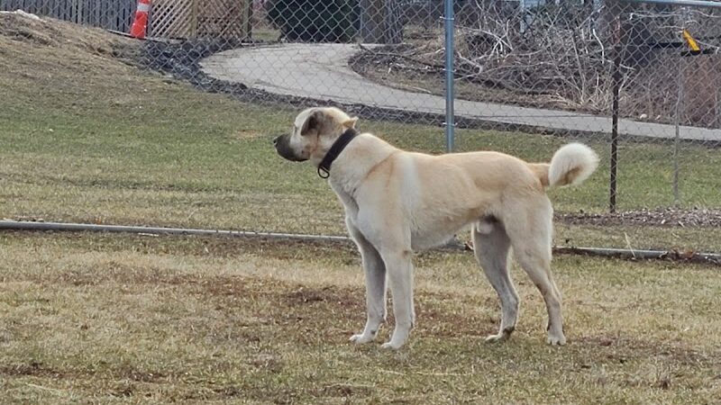 N. Marquette Dog Park - Davenport, IA
