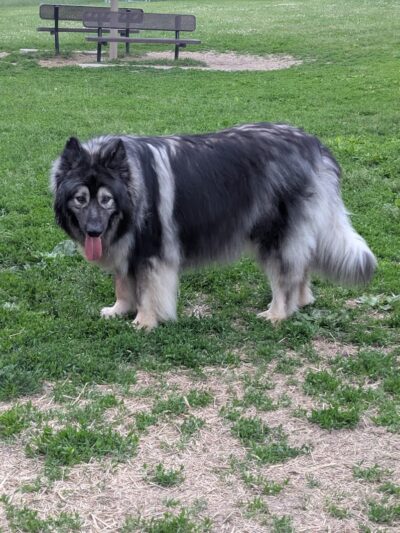 N. Marquette Dog Park - Davenport, IA