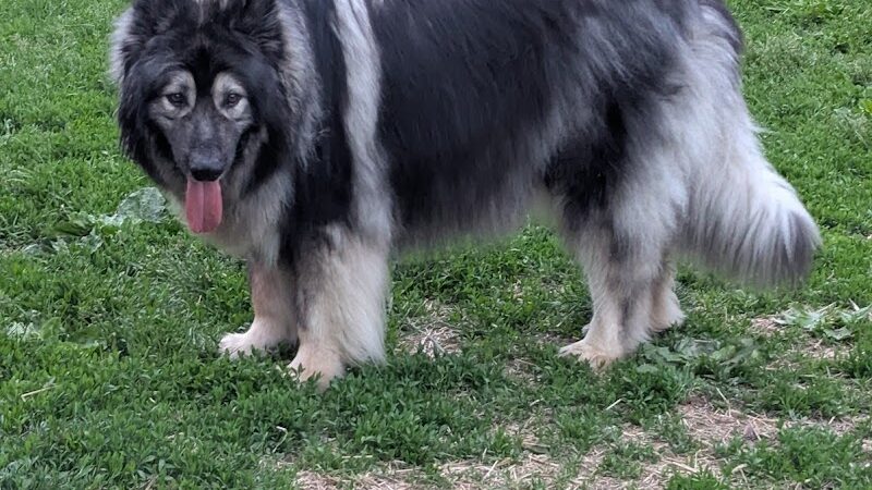 N. Marquette Dog Park - Davenport, IA