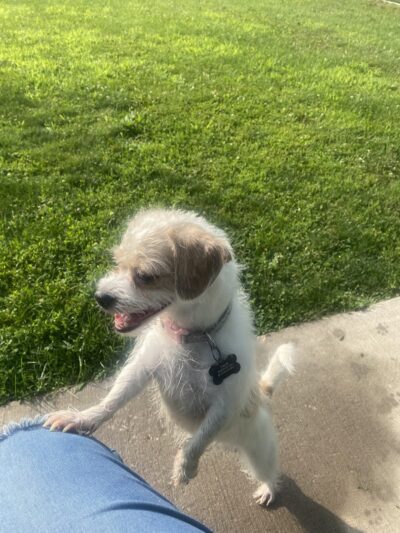 N. Marquette Dog Park - Davenport, IA