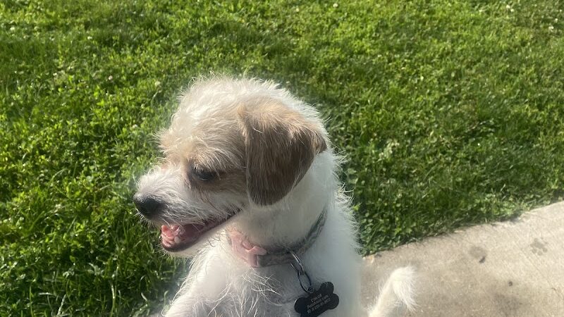 N. Marquette Dog Park - Davenport, IA