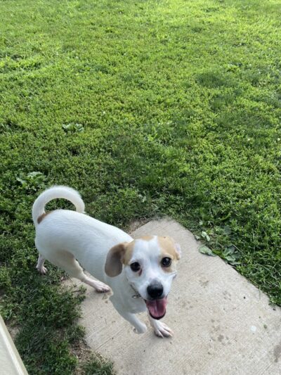 N. Marquette Dog Park - Davenport, IA