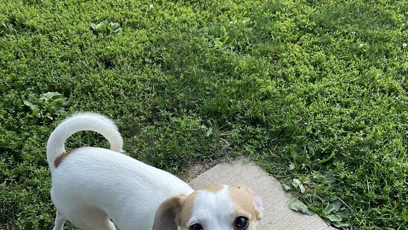 N. Marquette Dog Park - Davenport, IA