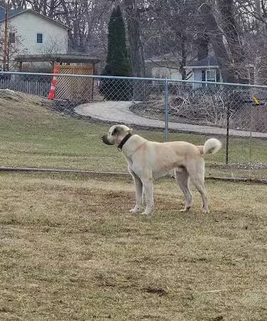 N. Marquette Dog Park - Davenport, IA