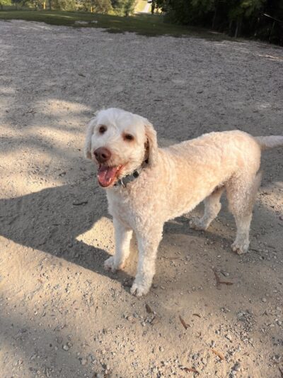 The Preserve Dog Park - Davidson, NC