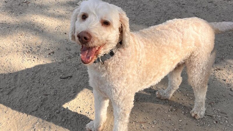 The Preserve Dog Park - Davidson, NC