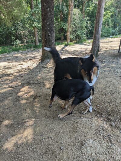 The Preserve Dog Park - Davidson, NC