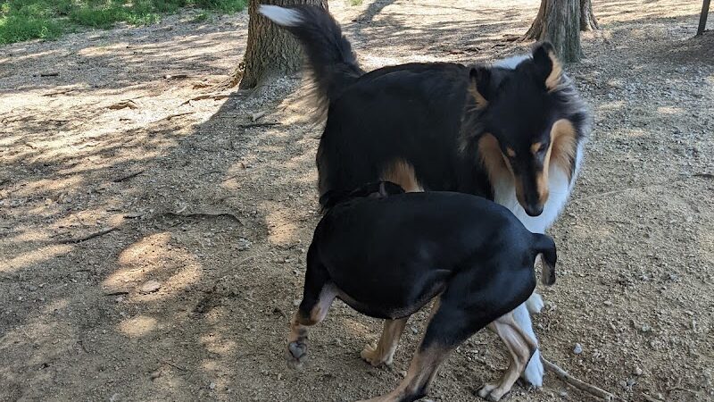 The Preserve Dog Park - Davidson, NC