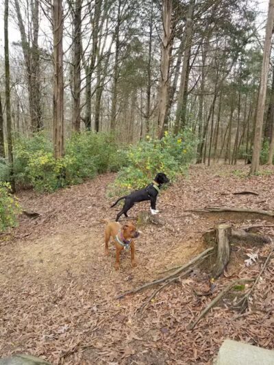 The Preserve Dog Park - Davidson, NC