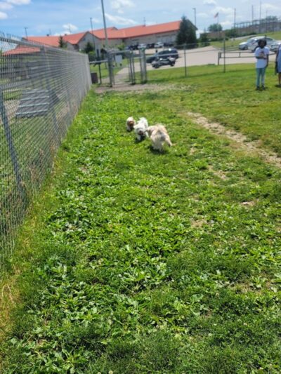 Montgomery County Bark Park Dayton - Dayton, OH