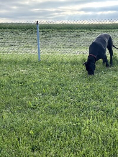 Montgomery County Bark Park Dayton - Dayton, OH