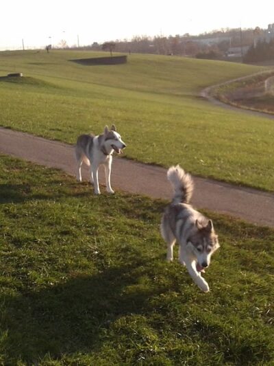 Montgomery County Bark Park Dayton - Dayton, OH