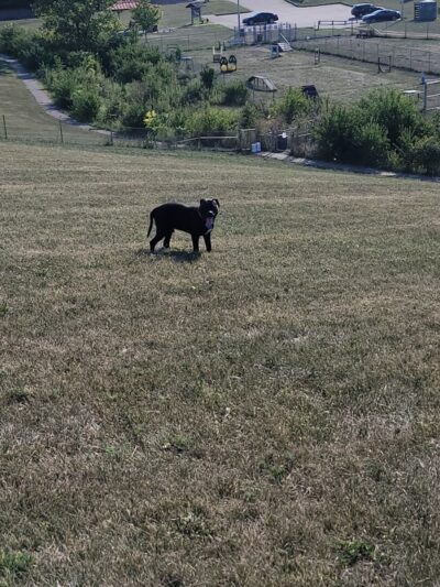 Montgomery County Bark Park Dayton - Dayton, OH