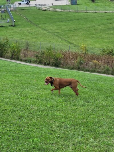 Montgomery County Bark Park Dayton - Dayton, OH