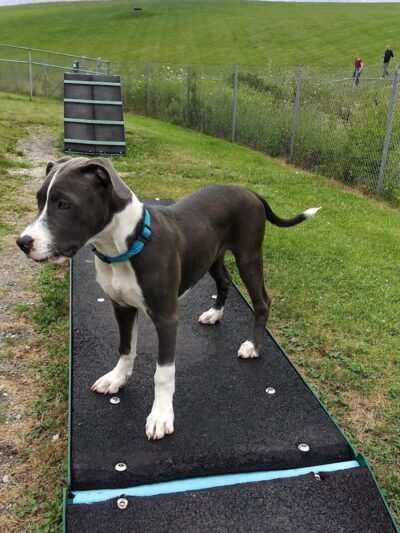 Montgomery County Bark Park Dayton - Dayton, OH