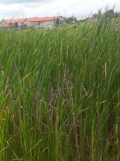 Montgomery County Bark Park Dayton - Dayton, OH