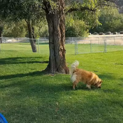 Dayton Dog Park - Dayton, WA