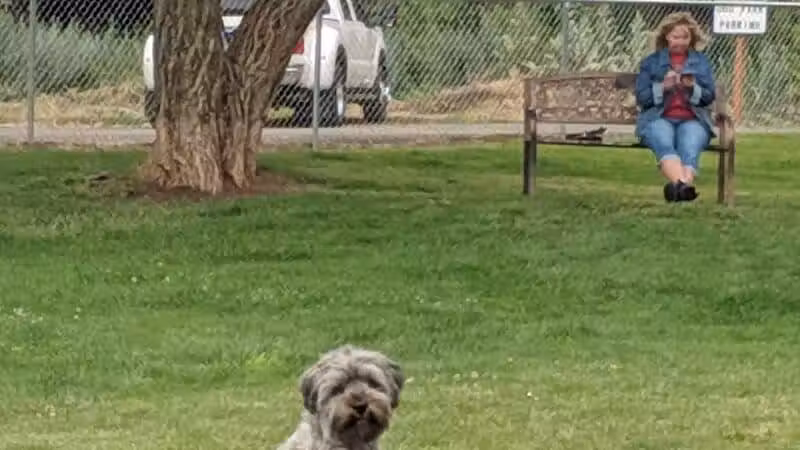 Dayton Dog Park - Dayton, WA