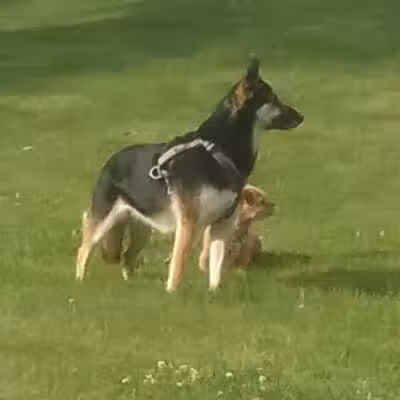 Dayton Dog Park - Dayton, WA