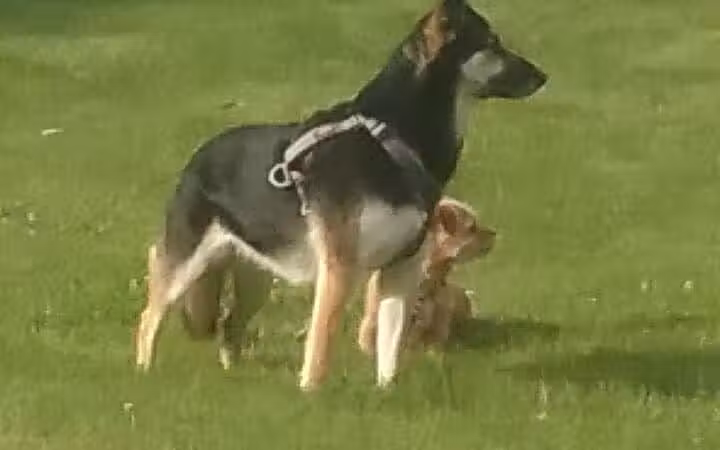Dayton Dog Park - Dayton, WA