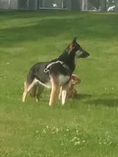 Dayton Dog Park - Dayton, WA