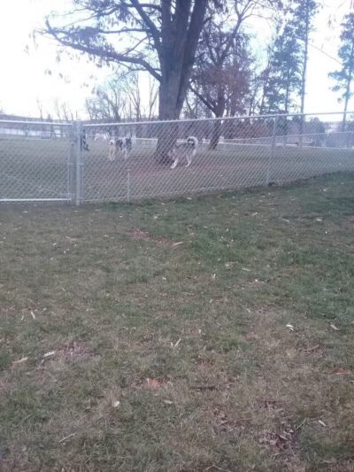 Dayton Dog Park - Dayton, WA