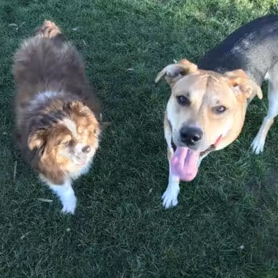 Dayton Dog Park - Dayton, WA