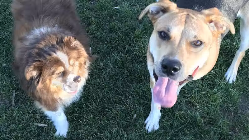 Dayton Dog Park - Dayton, WA