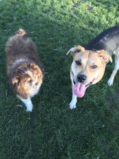 Dayton Dog Park - Dayton, WA