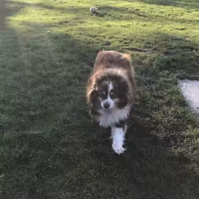 Dayton Dog Park - Dayton, WA