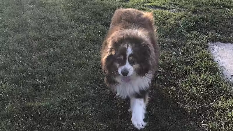 Dayton Dog Park - Dayton, WA