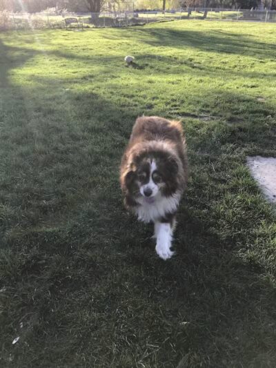 Dayton Dog Park - Dayton, WA