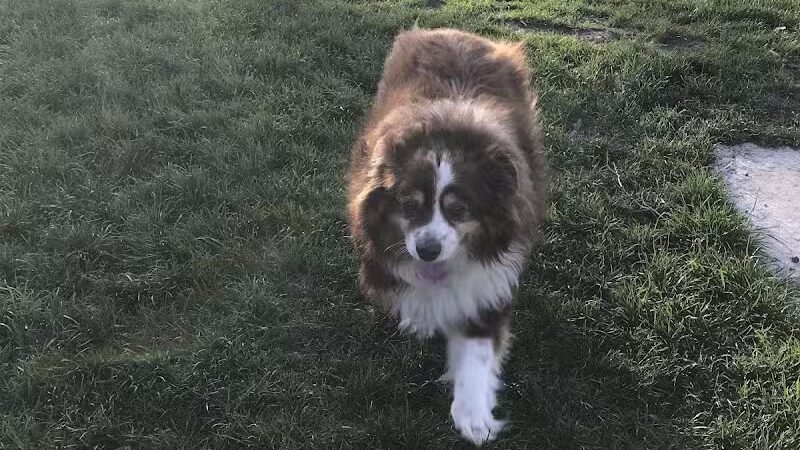 Dayton Dog Park - Dayton, WA