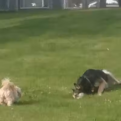 Dayton Dog Park - Dayton, WA