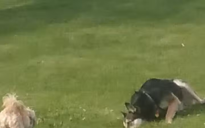 Dayton Dog Park - Dayton, WA