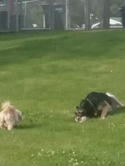 Dayton Dog Park - Dayton, WA