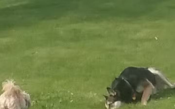 Dayton Dog Park - Dayton, WA