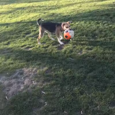 Dayton Dog Park - Dayton, WA