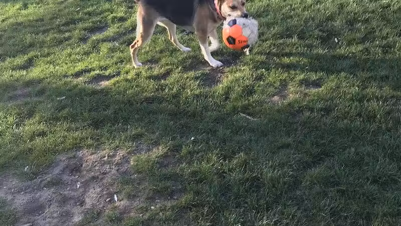 Dayton Dog Park - Dayton, WA