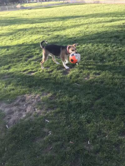 Dayton Dog Park - Dayton, WA