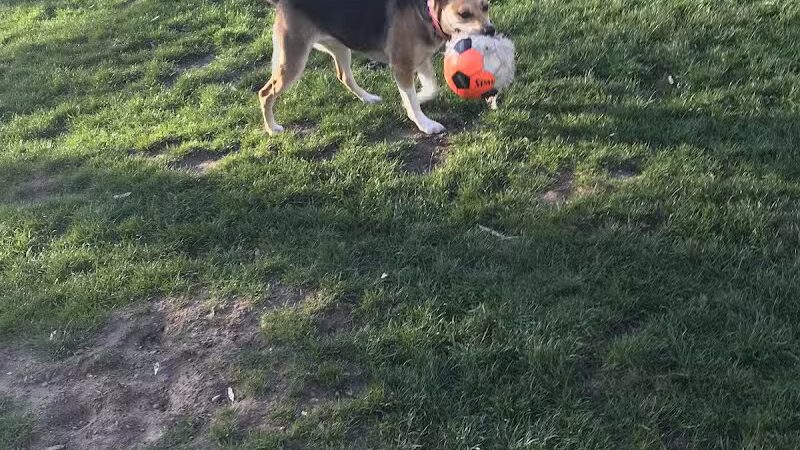 Dayton Dog Park - Dayton, WA