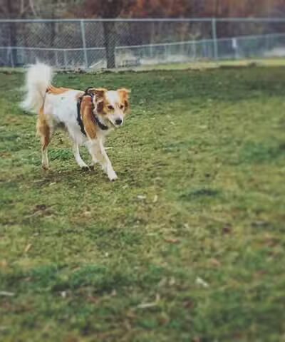 Dayton Dog Park - Dayton, WA