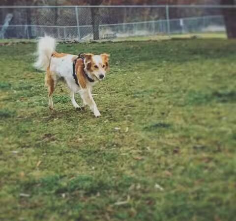 Dayton Dog Park - Dayton, WA