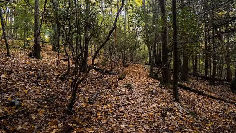 Cat Hollow Park - Dayville, CT