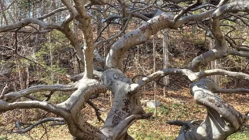 Cat Hollow Park - Dayville, CT