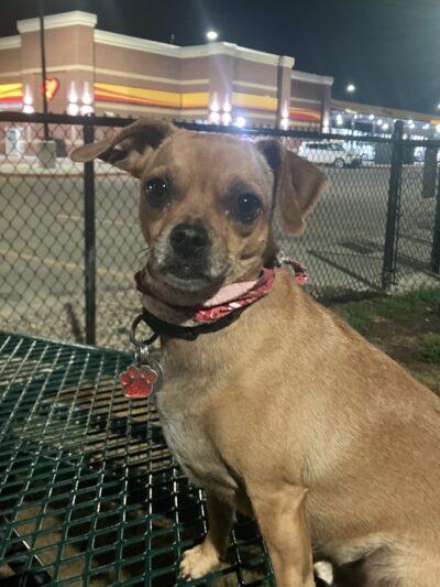 Dog Park at Love's Travel Stops - De Motte, IN