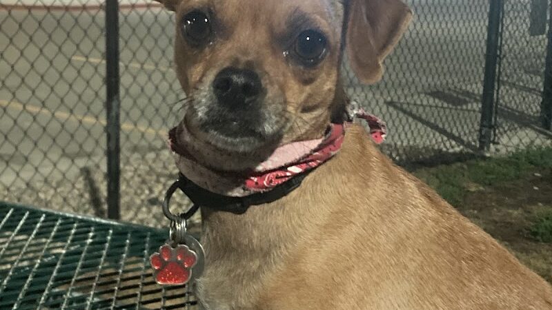 Dog Park at Love's Travel Stops - De Motte, IN