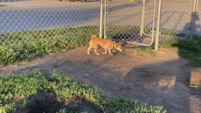 Dog Park at Love's Travel Stops - De Motte, IN